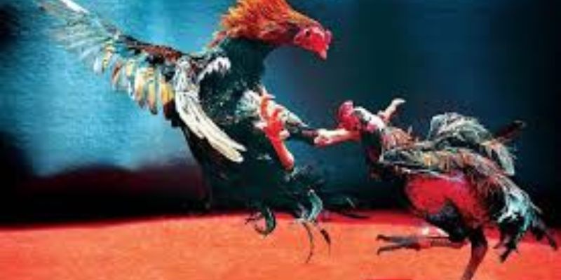 Live trực tiếp đá gà Thomo