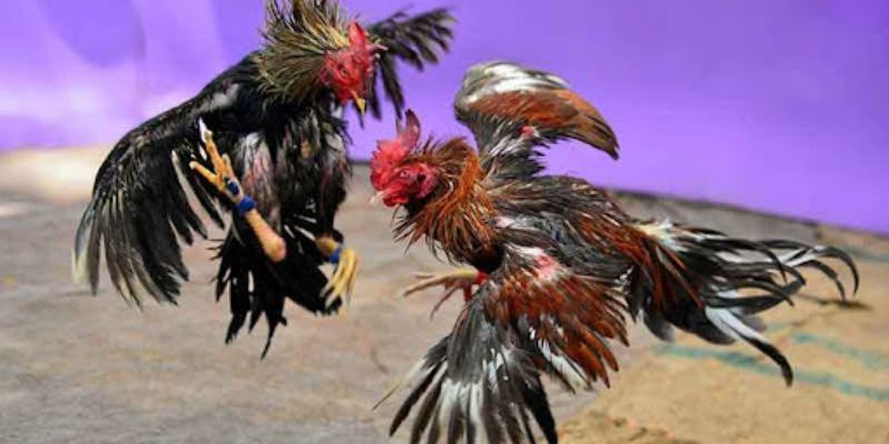 Live trực tiếp đá gà Thomo