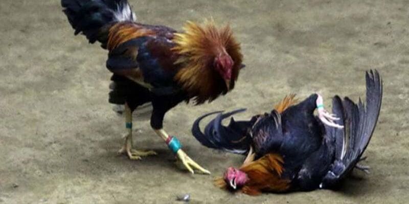 Coi màu mạng gà đá