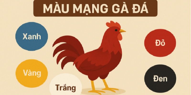 Coi màu mạng gà đá